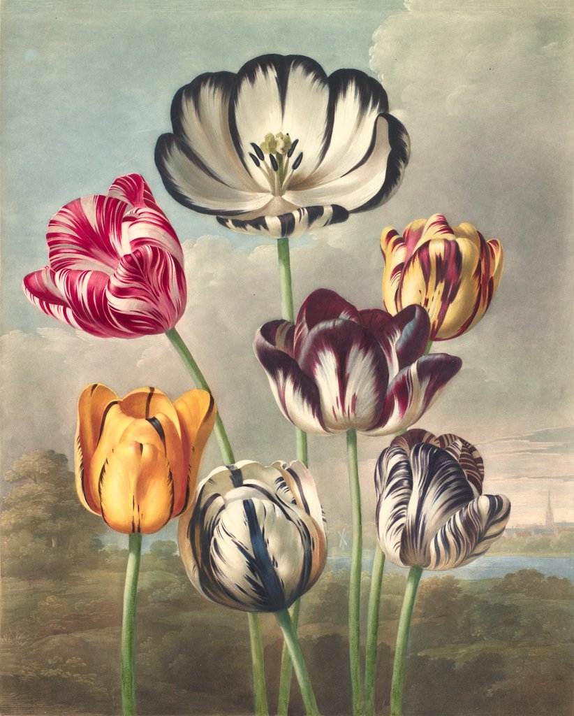 Detail of Tulips by Philip Reinagle