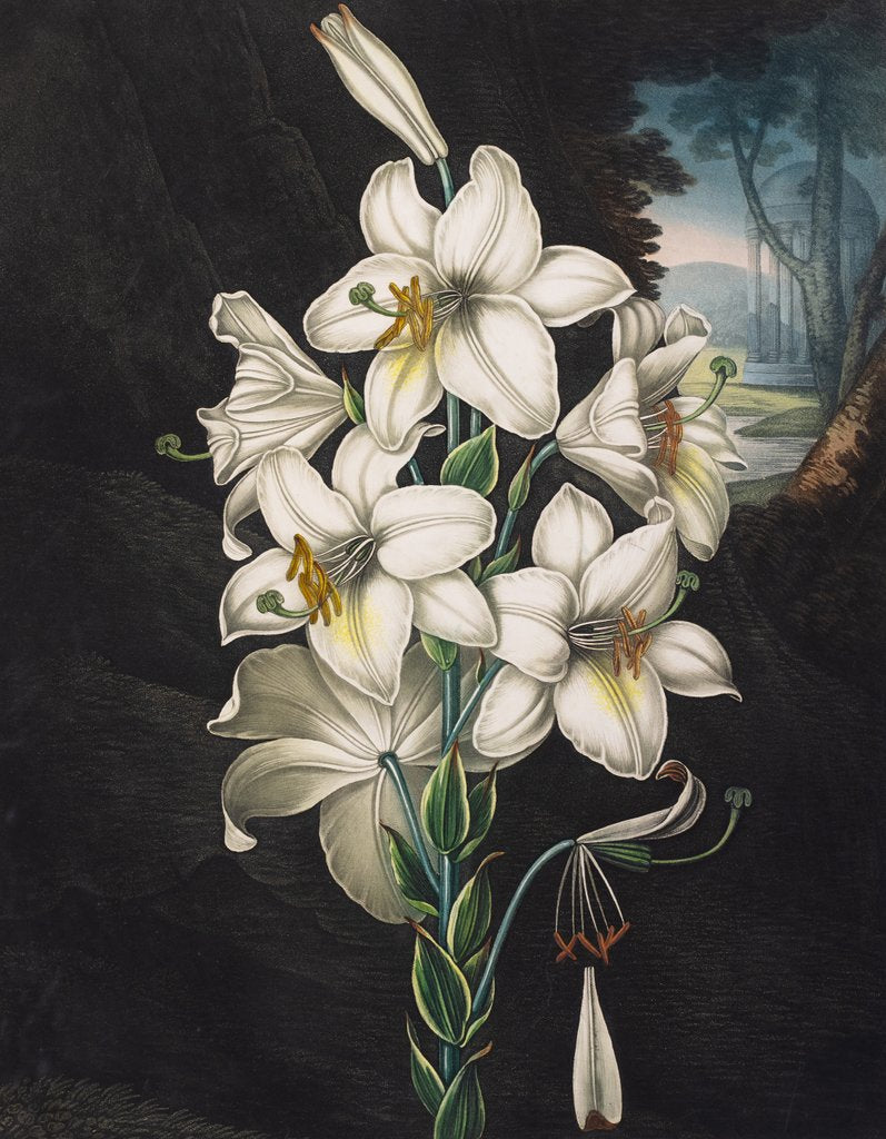Detail of The White Lily by Peter Henderson
