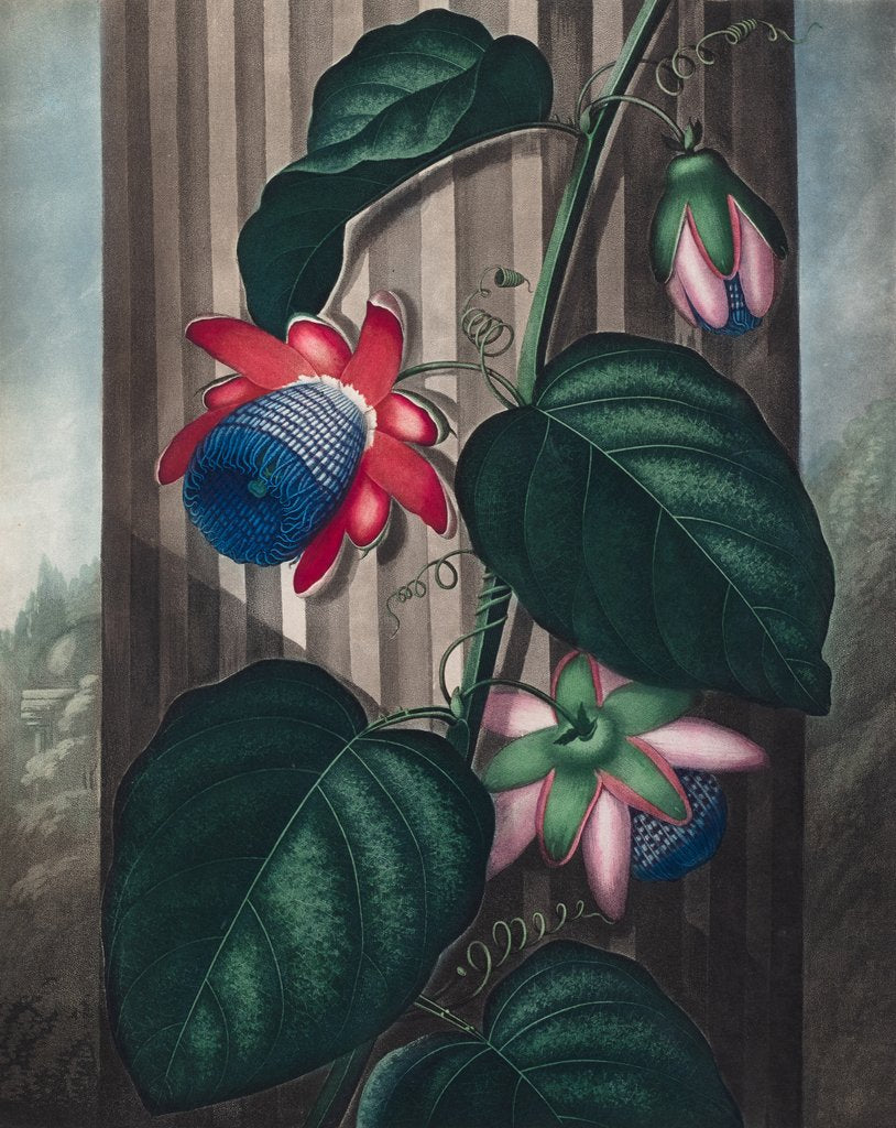 Detail of The Winged Passion Flower by Peter Henderson