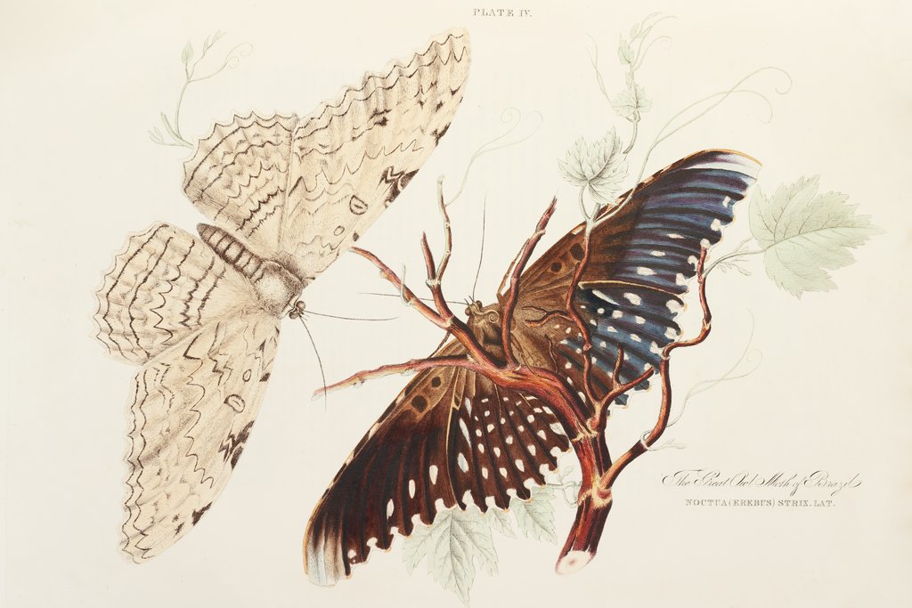 Detail of The Great Owl Moth of Brazil by James Wilson