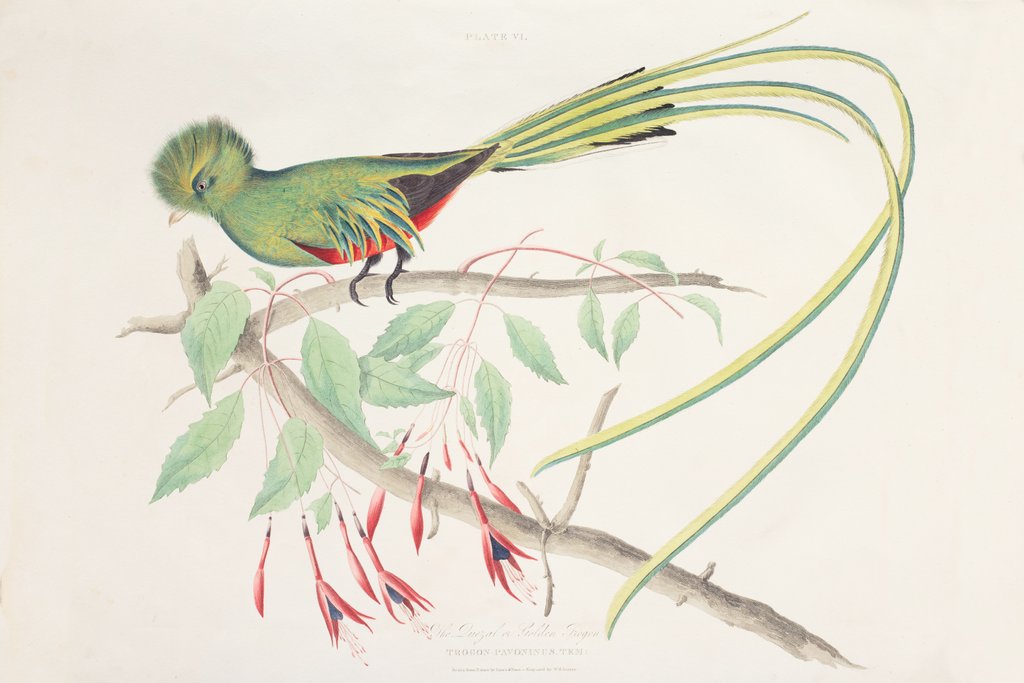 Detail of The Quezal or Golden Trogon by James Wilson