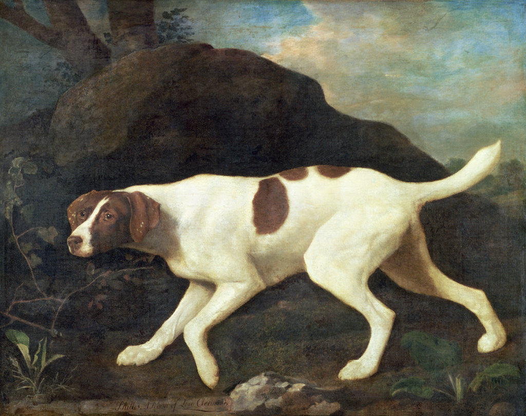 Detail of Phillis, a Pointer of Lord Clermont's, 1772 by George Stubbs