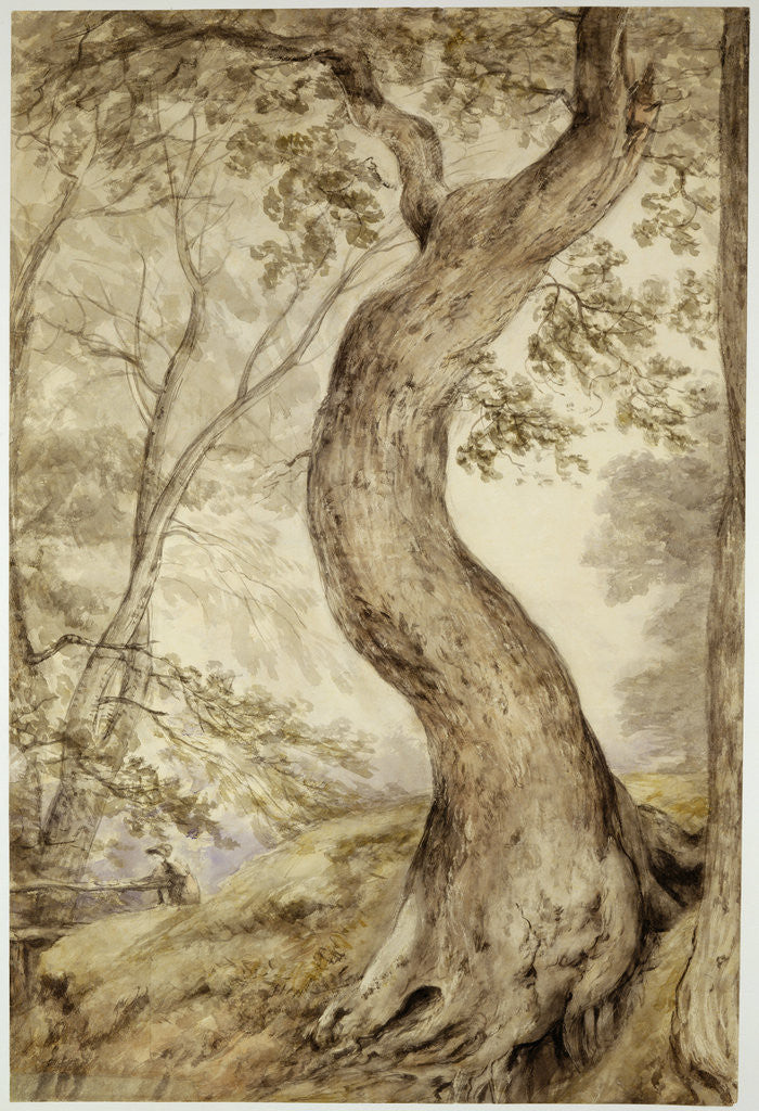 Detail of Tree at Helmingham, c.1800 by John Constable