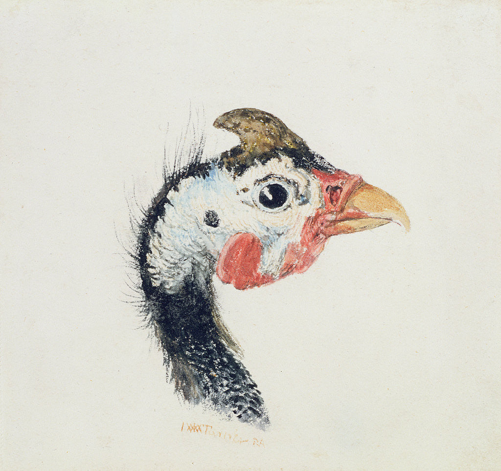 Detail of Guinea Fowl, from The Farnley Book of Birds, c.1816 by Joseph Mallord William Turner