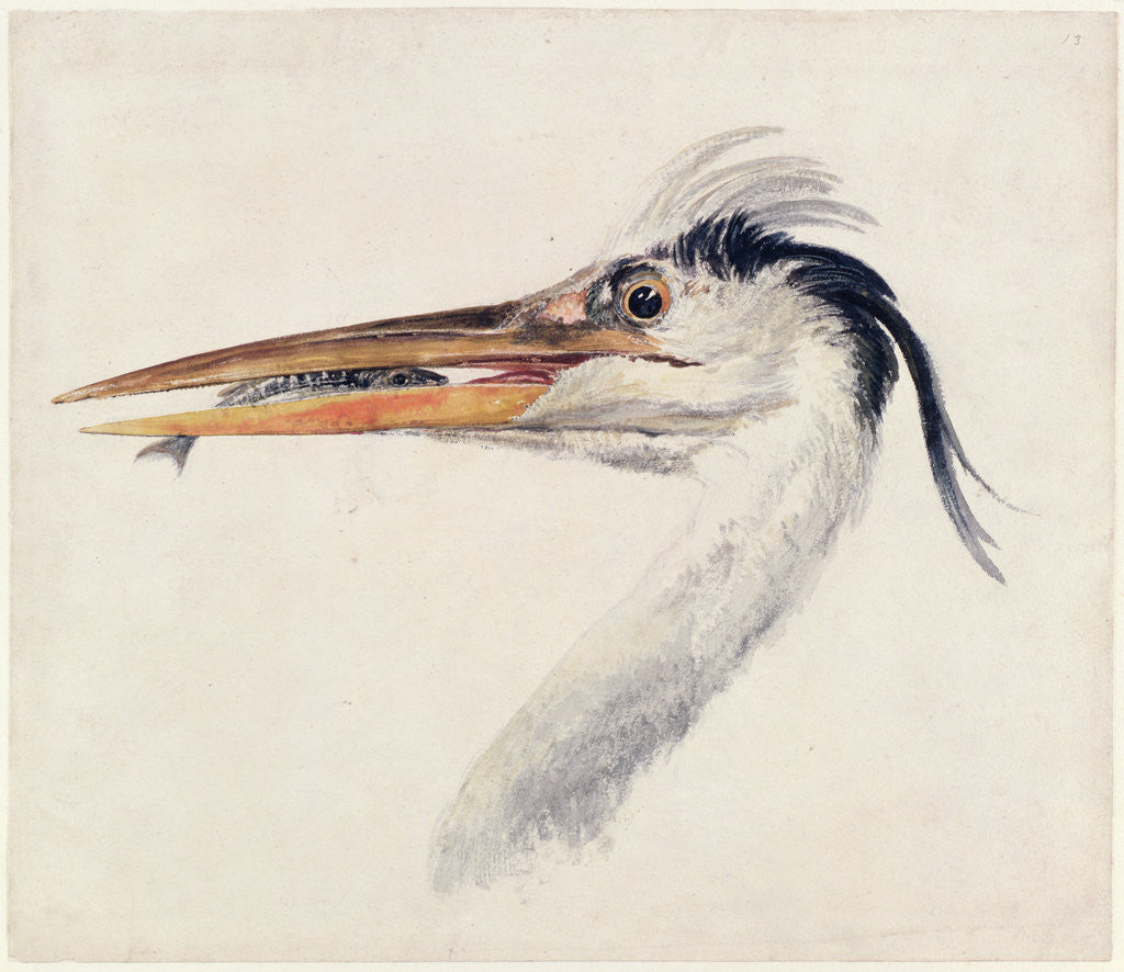 Detail of Heron, from The Farnley Book of Birds, c.1816 by Joseph Mallord William Turner