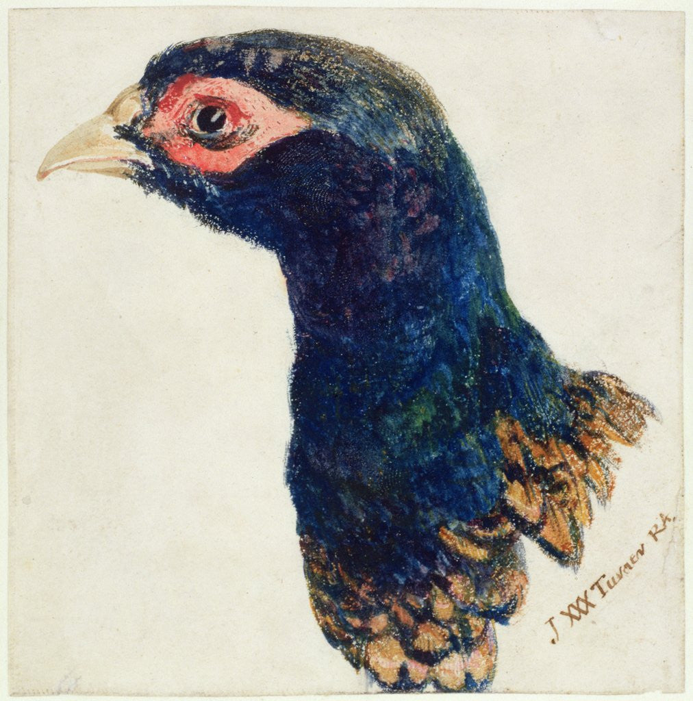 Detail of Cock Pheasant, The Farnley Book of Birds, c.1816 by Joseph Mallord William Turner