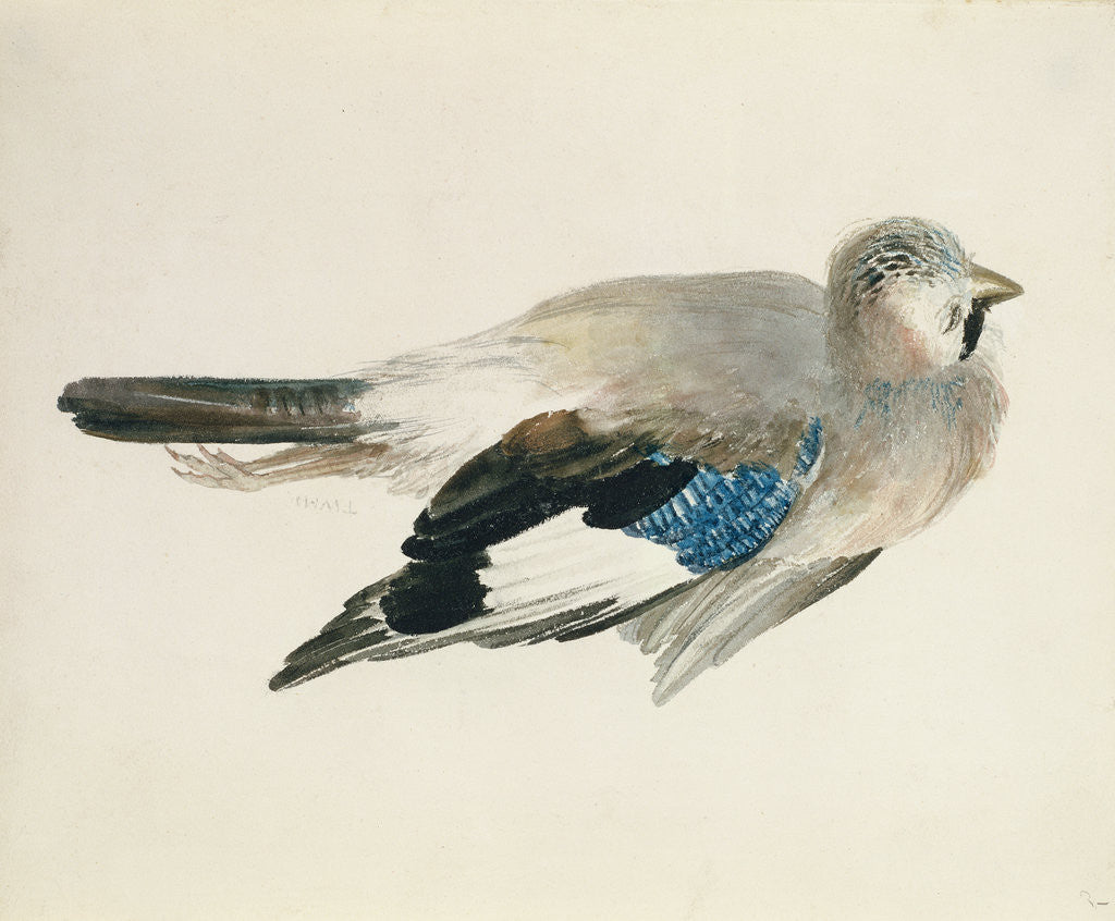 Detail of Jay, from The Farnley Book of Birds, c.1816 by Joseph Mallord William Turner