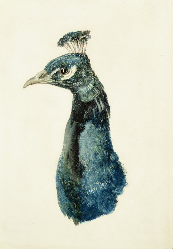 Detail of Peacock, from The Farnley Book of Birds, c.1816 by Joseph Mallord William Turner