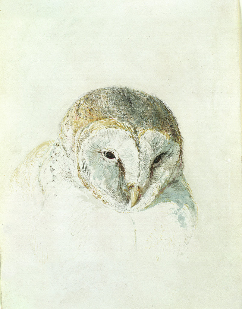 Detail of White Barn Owl, from The Farnley Book of Birds, c.1816 by Joseph Mallord William Turner