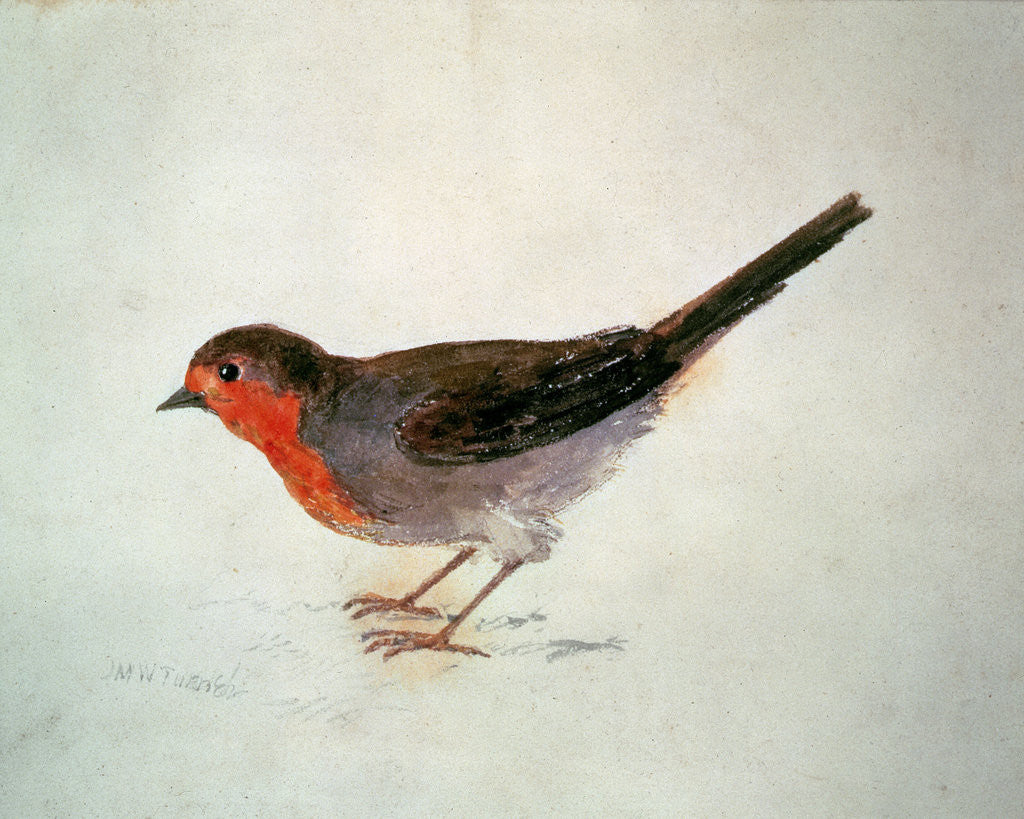 Detail of Robin, from The Farnley Book of Birds, c.1816 by Joseph Mallord William Turner
