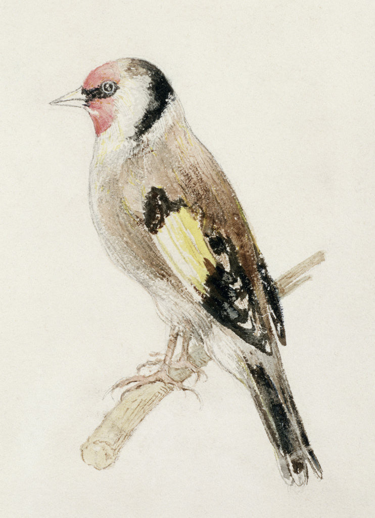 Detail of Goldfinch, from The Farnley Book of Birds, c.1816 by Joseph Mallord William Turner