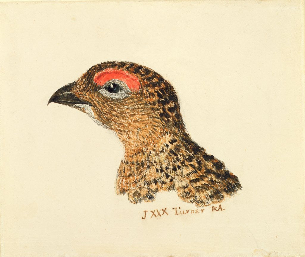 Detail of Head of Grouse, from The Farnley Book of Birds, c.1816 by Joseph Mallord William Turner