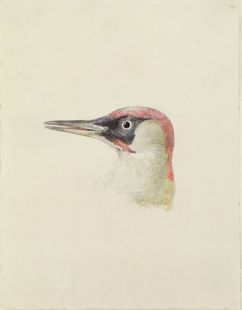 Detail of Woodpecker, from The Farnley Book of Birds, c.1816 by Joseph Mallord William Turner