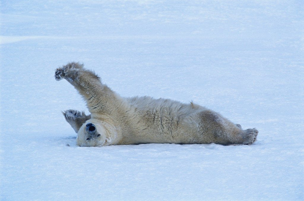Detail of Polar Bear Stretching by Corbis