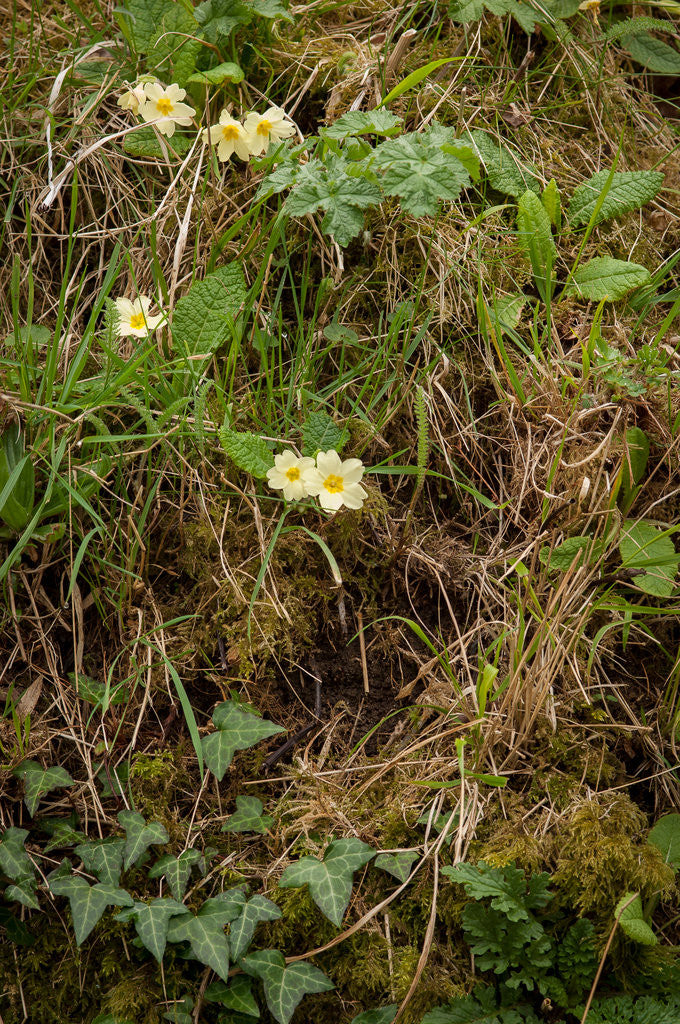 Detail of Spring Hedgerow by Philip Smith