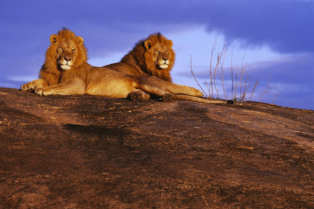 Detail of Pair of Male African Lions at Dawn by Corbis
