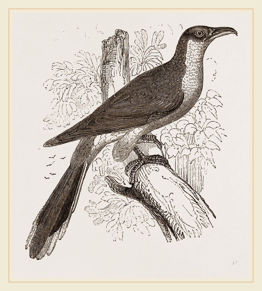 Detail of Yellow-billed Cuckoo by Anonymous