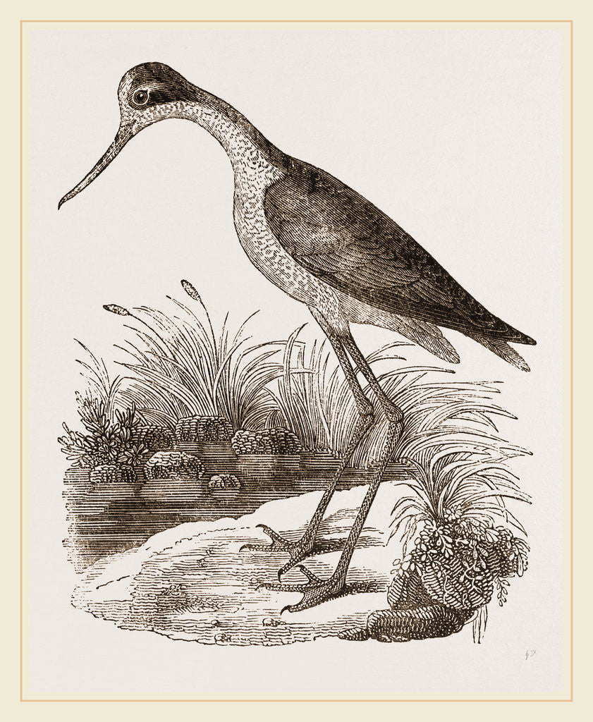 Detail of Mexican Stilt-Plover by Anonymous