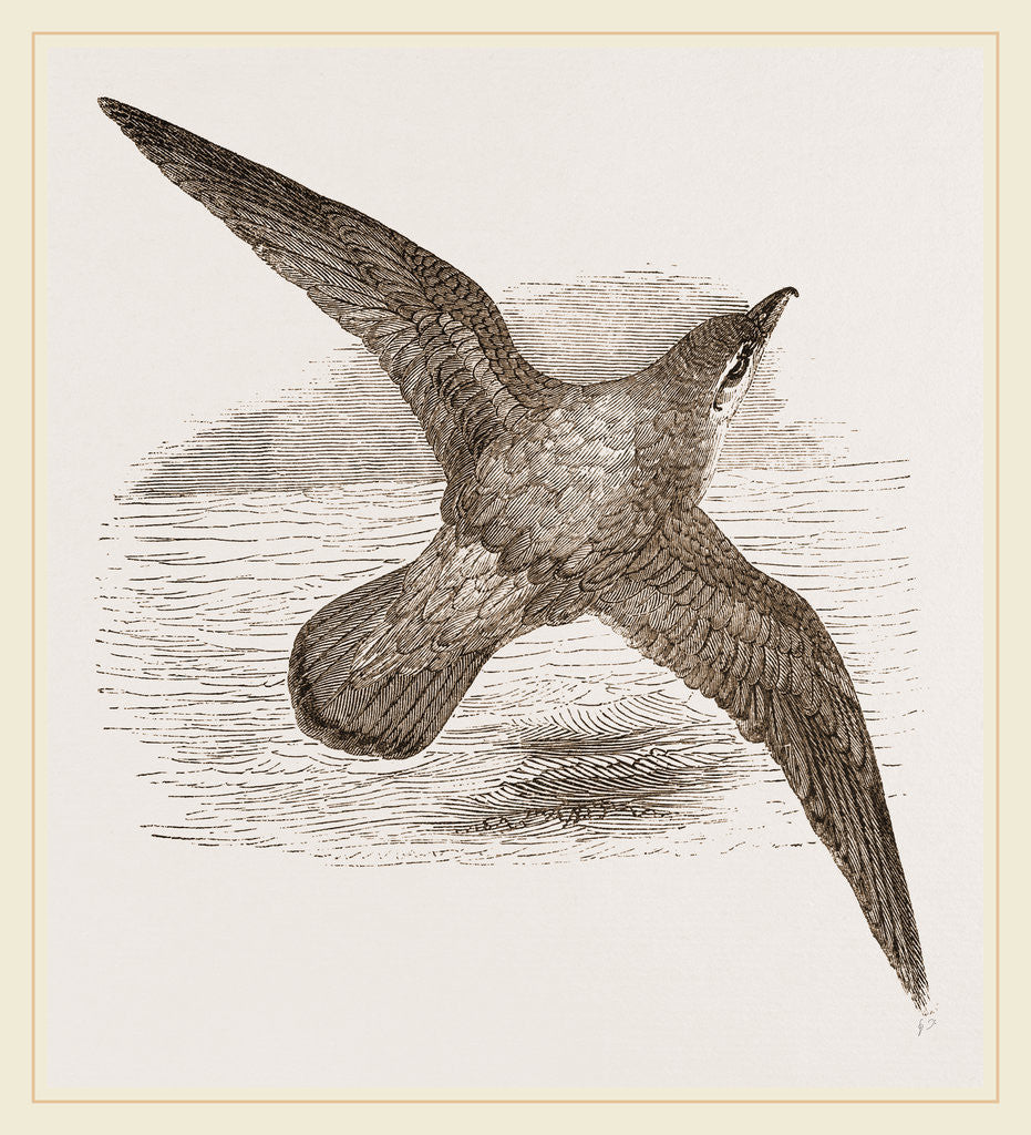 Detail of Blue Petrel by Anonymous