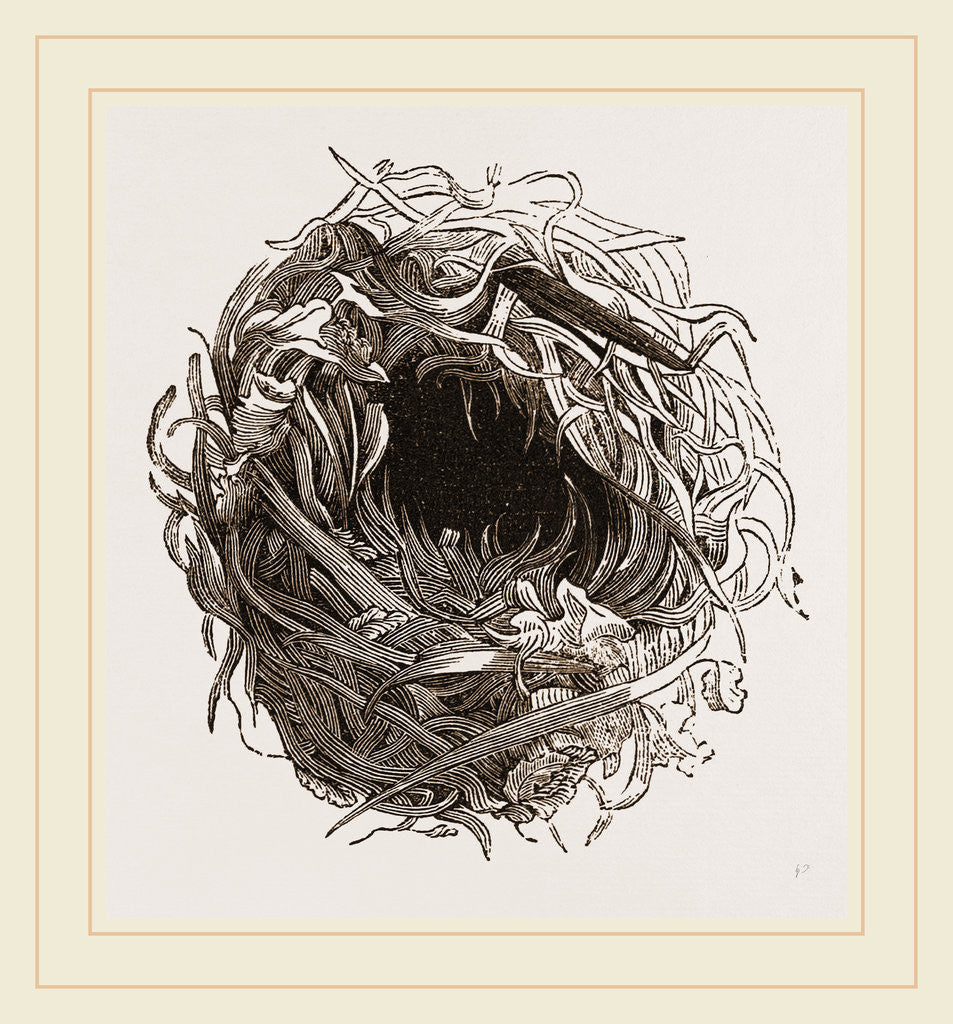 Detail of Nest of Yellow Wren by Anonymous