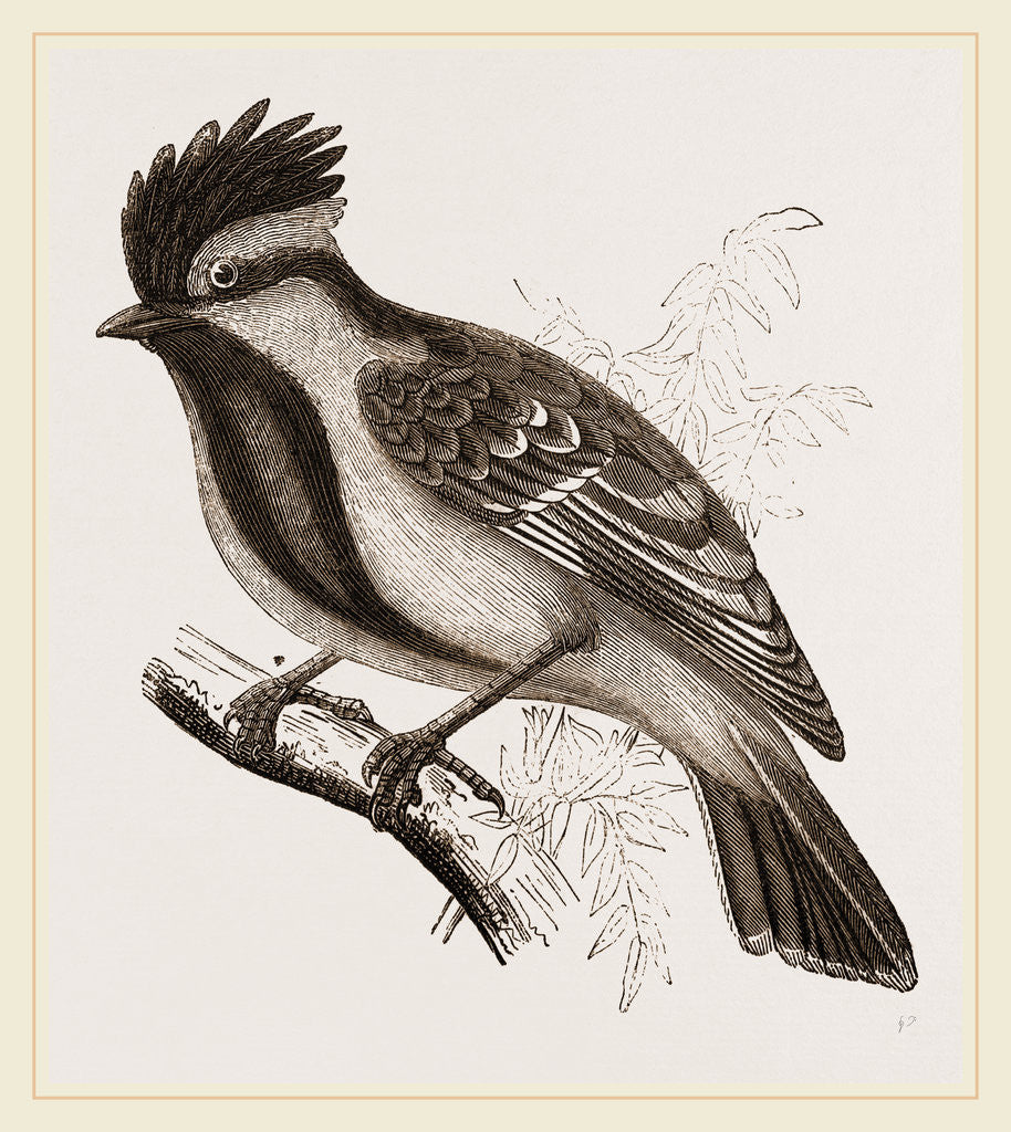 Detail of Yellow-cheeked Titmouse by Anonymous