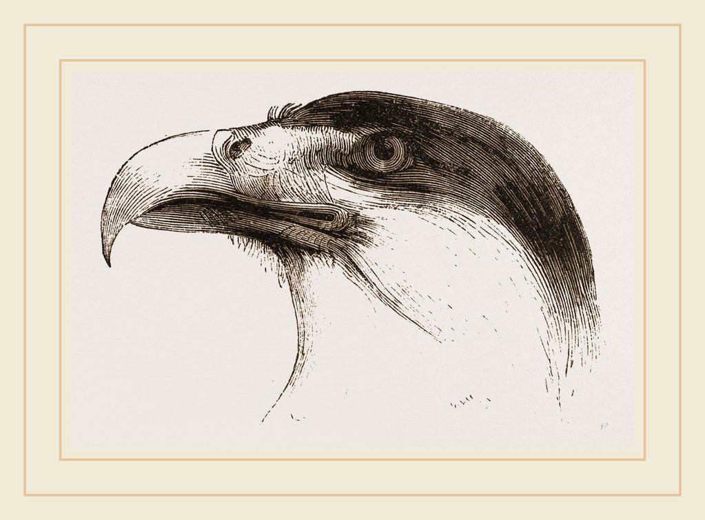 Detail of Head of Brazilian Caracara by Anonymous