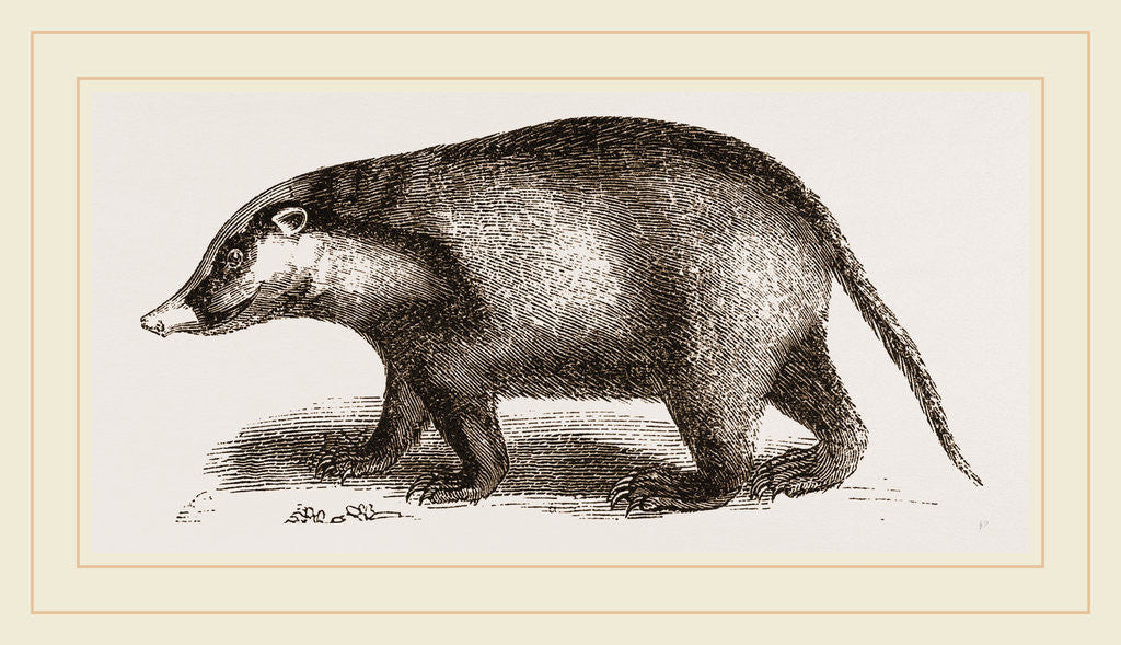 Detail of Indian Badger by Anonymous