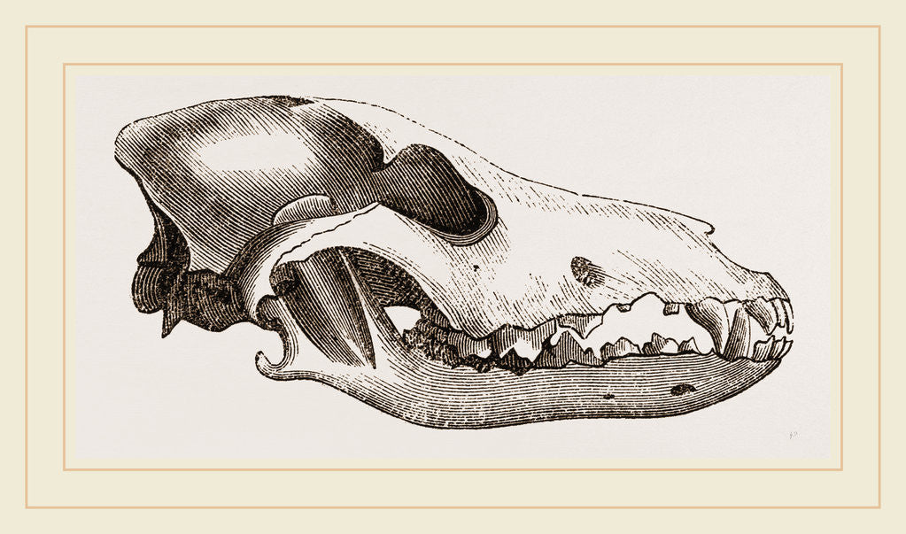 Detail of Skull of Canadian Wolf by Anonymous