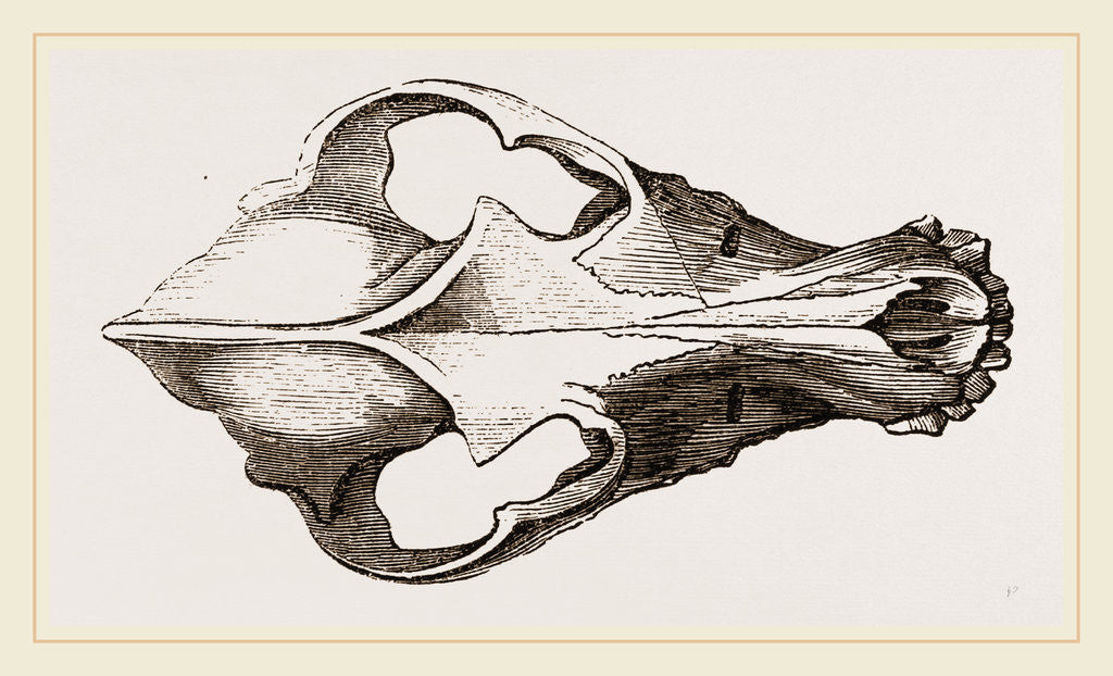 Detail of Skull of Canadian Wolf by Anonymous