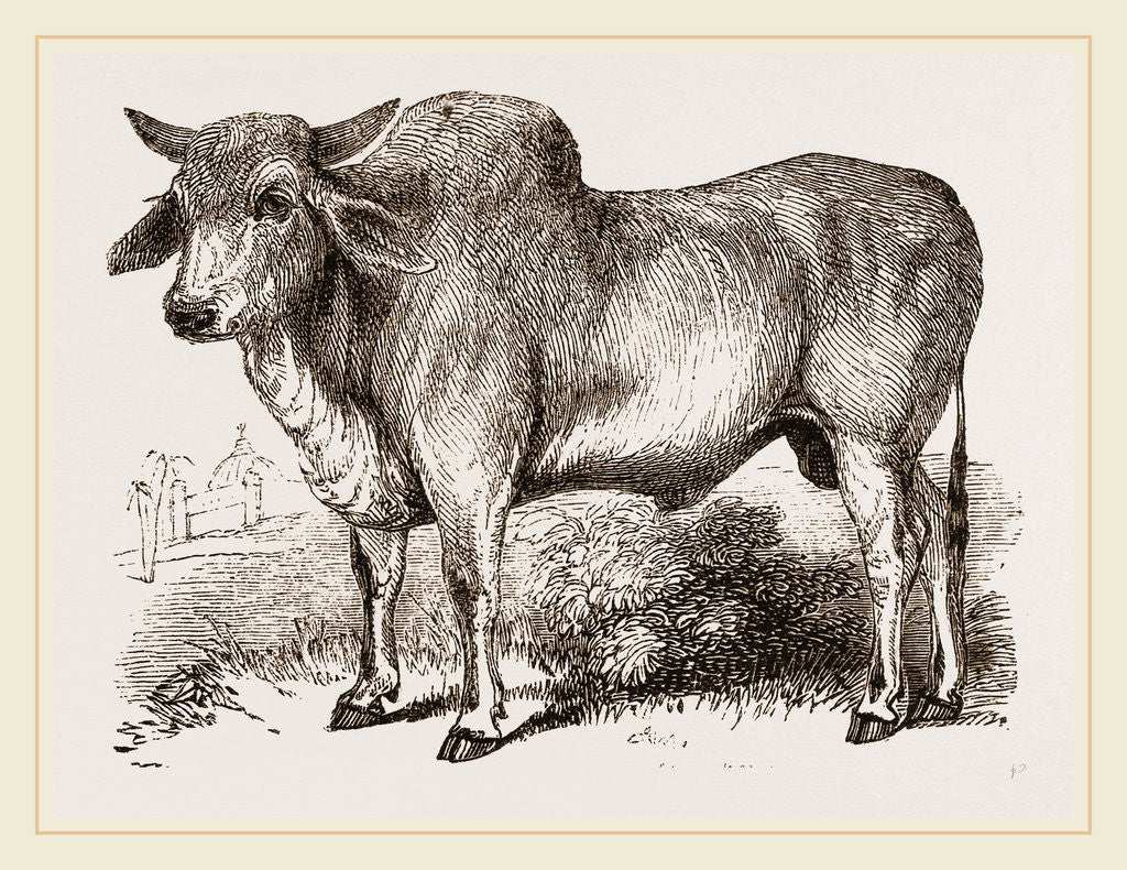 Detail of Indian Zebu India by Anonymous