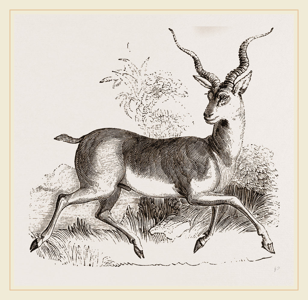 Detail of Indian Antelope by Anonymous