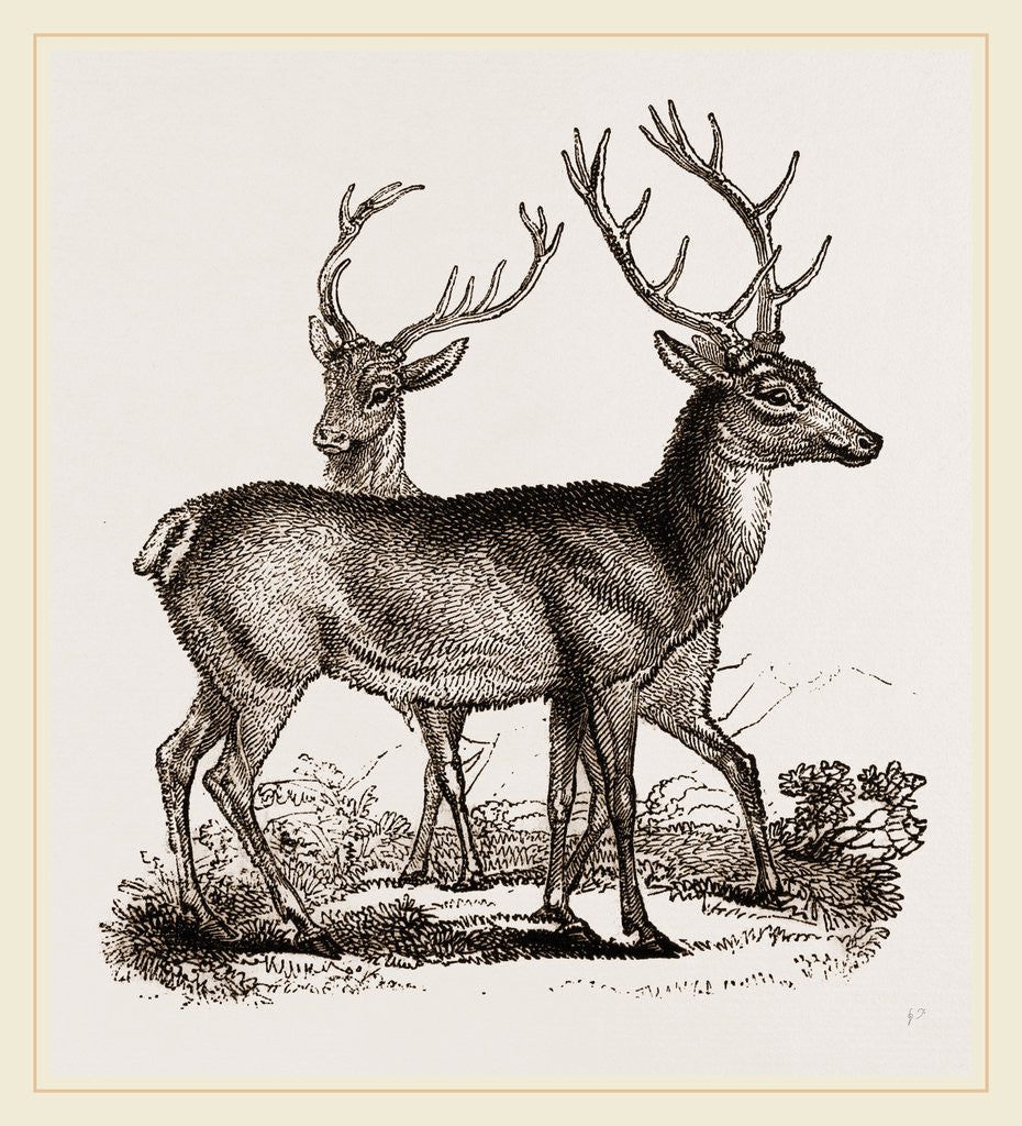 Detail of Red Deer by Anonymous