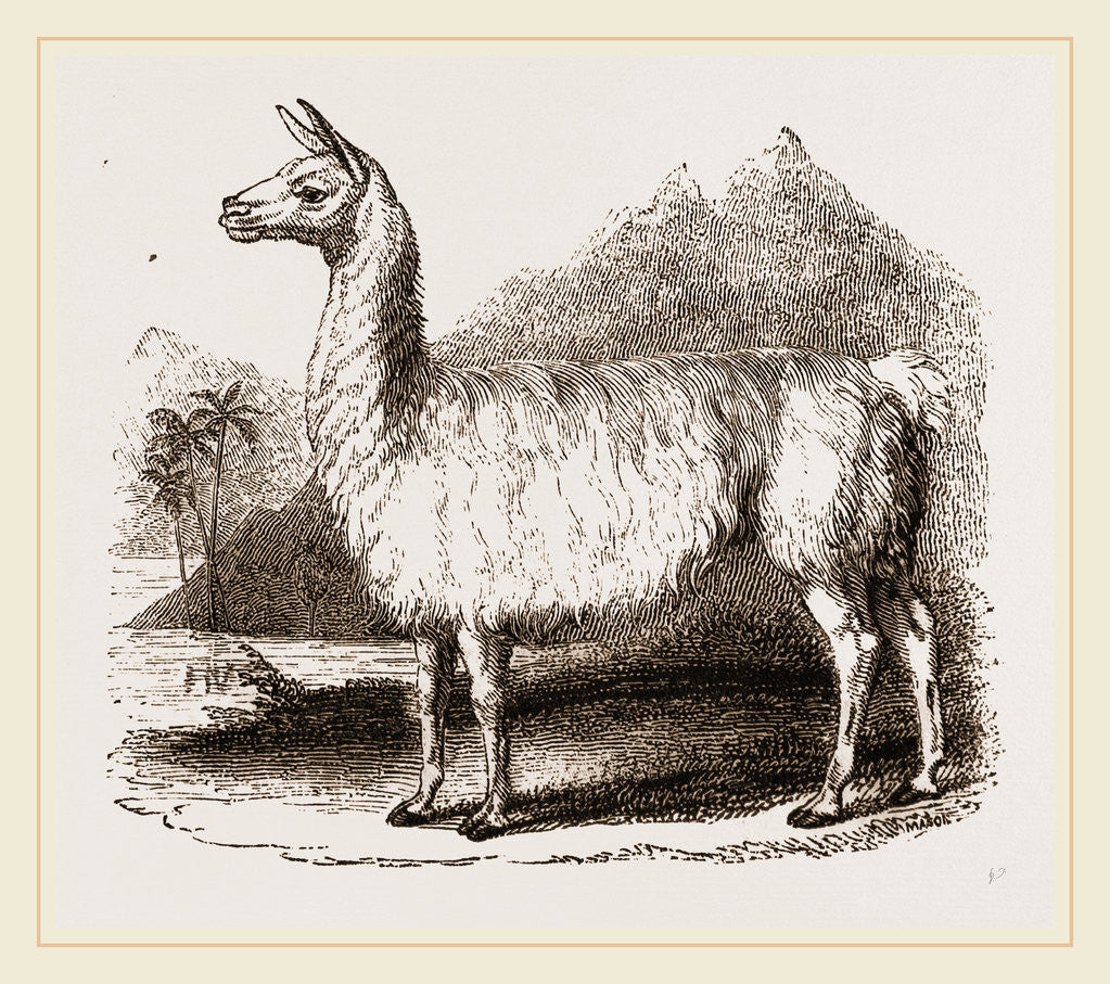 Detail of White Llama by Anonymous