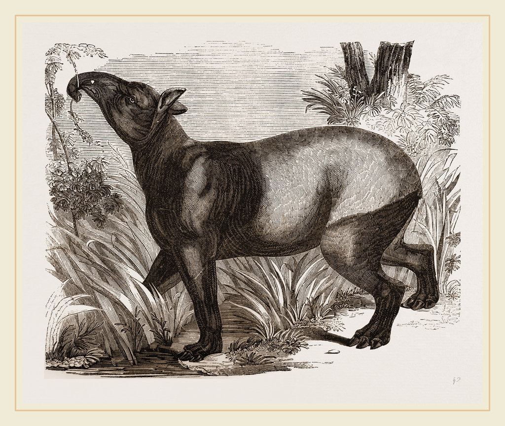 Detail of Indian Tapir by Anonymous