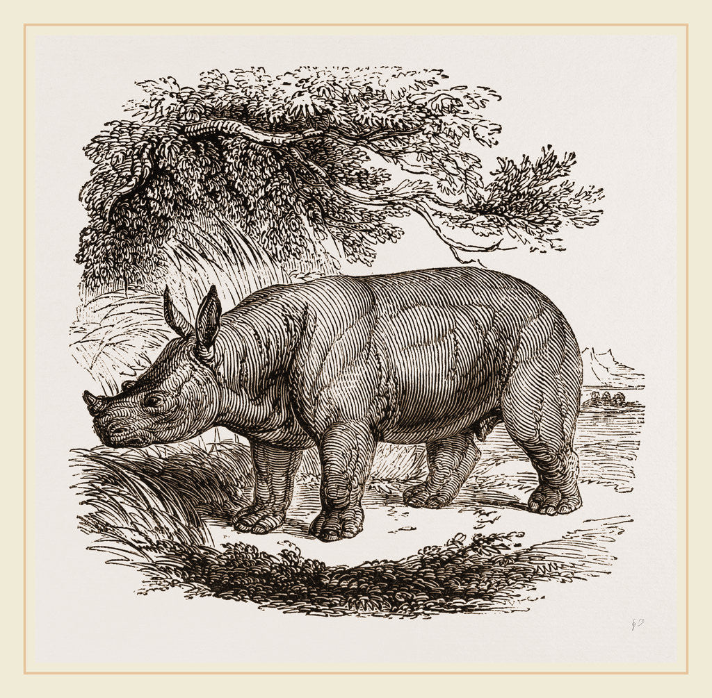 Detail of White Rhinoceros by Anonymous