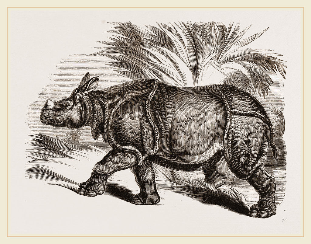 Detail of Indian Rhinoceros by Anonymous