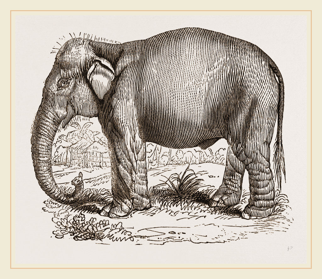 Detail of Indian Elephant by Anonymous