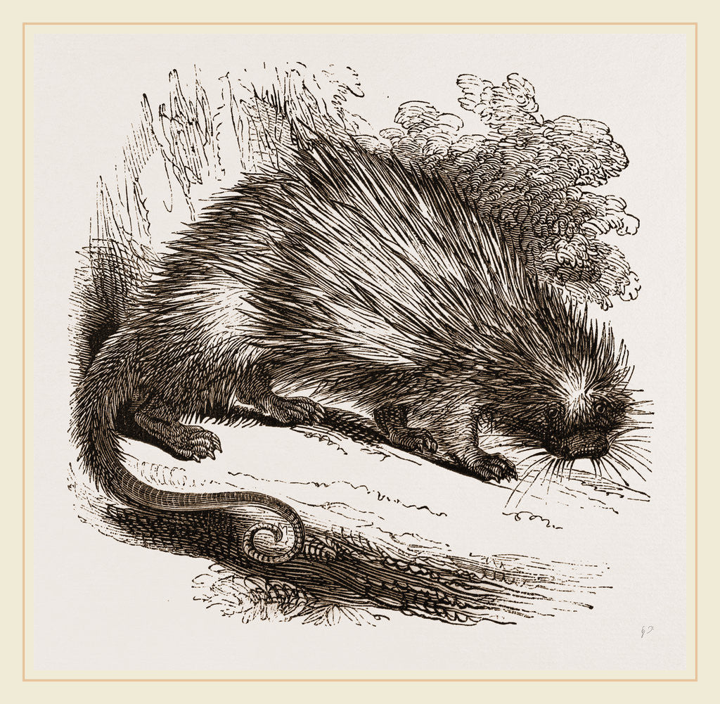 Detail of Brazilian Porcupine by Anonymous