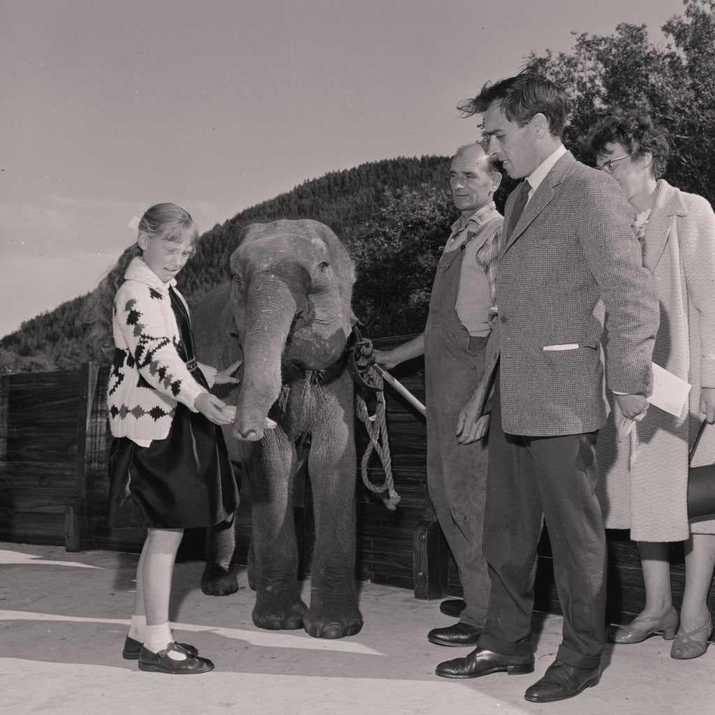 Detail of Naming the elephant at Curraghs Wildlife Park by Manx Press Pictures