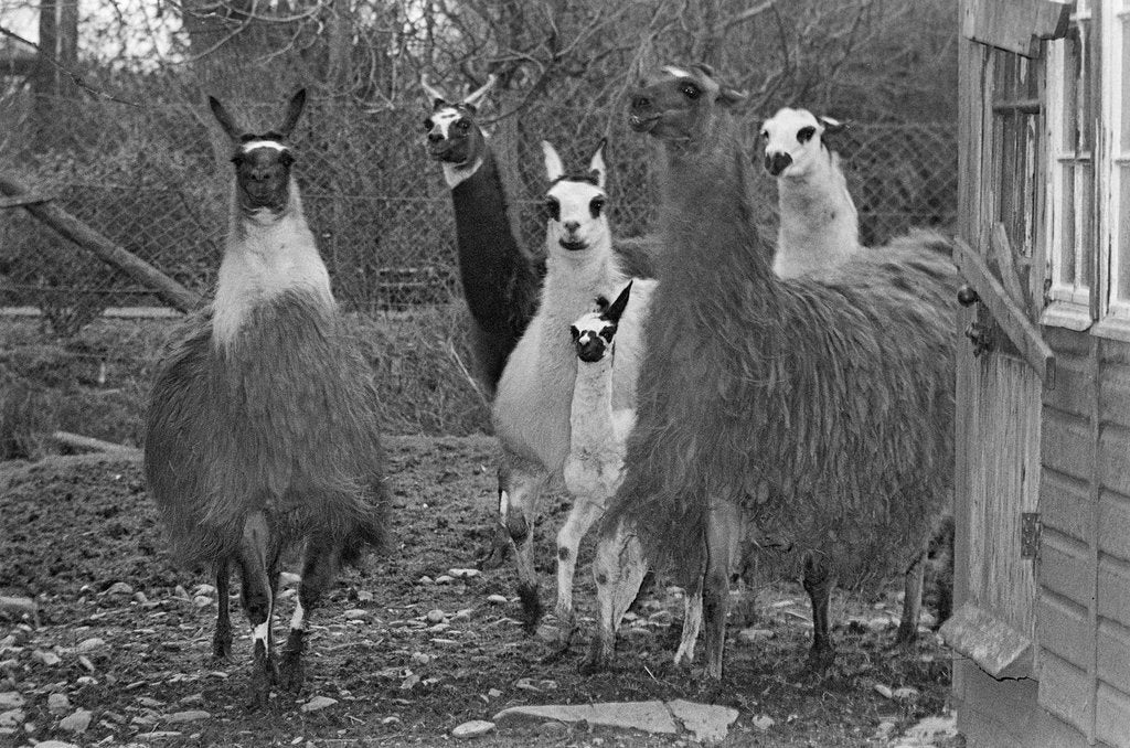 Detail of Llamas, Isle of Man Wildlife Park by Manx Press Pictures