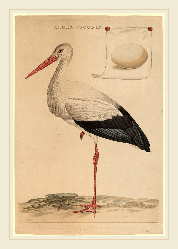 Detail of The White Stork by Jan Christiaan Sepp