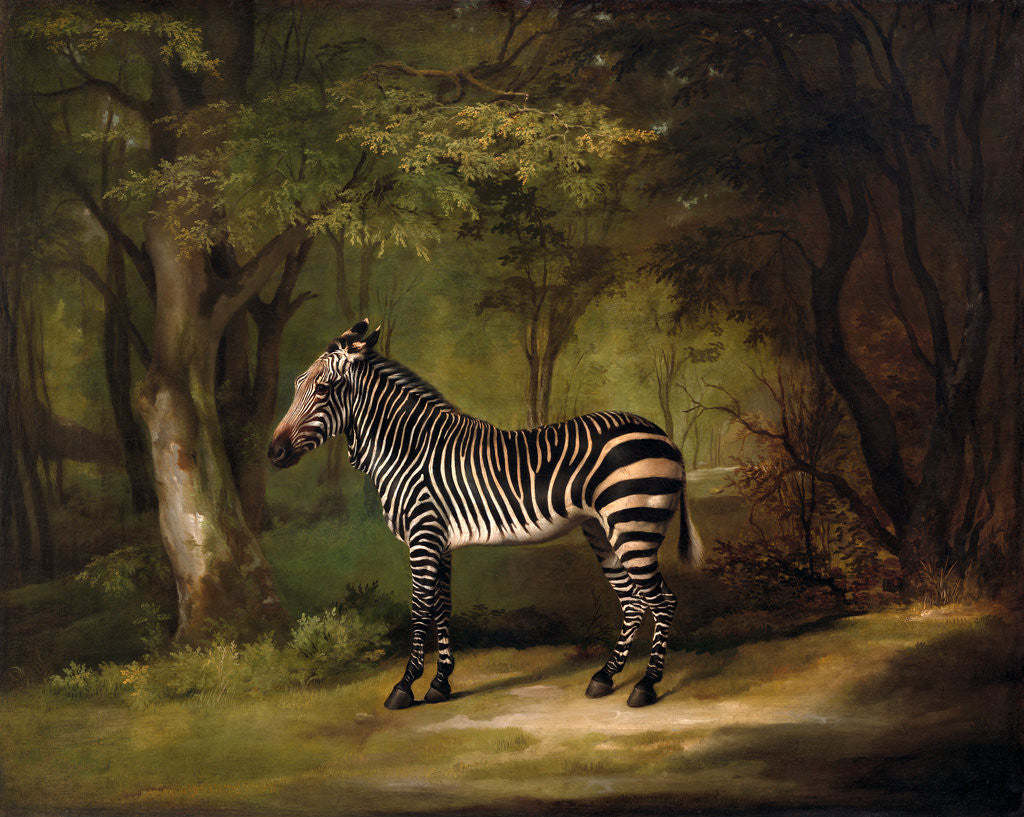 Detail of The First Zebra Seen in England by George Stubbs