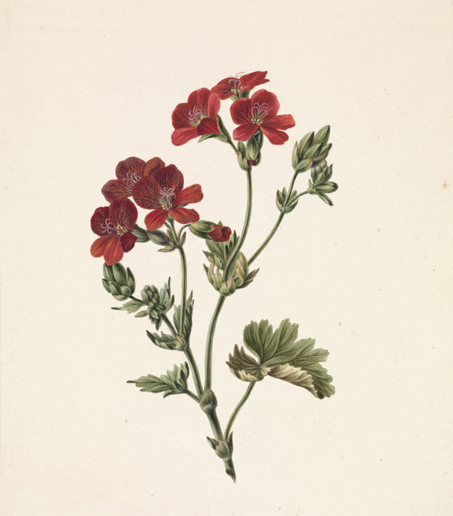 Detail of Red flower by M. de Gijselaar