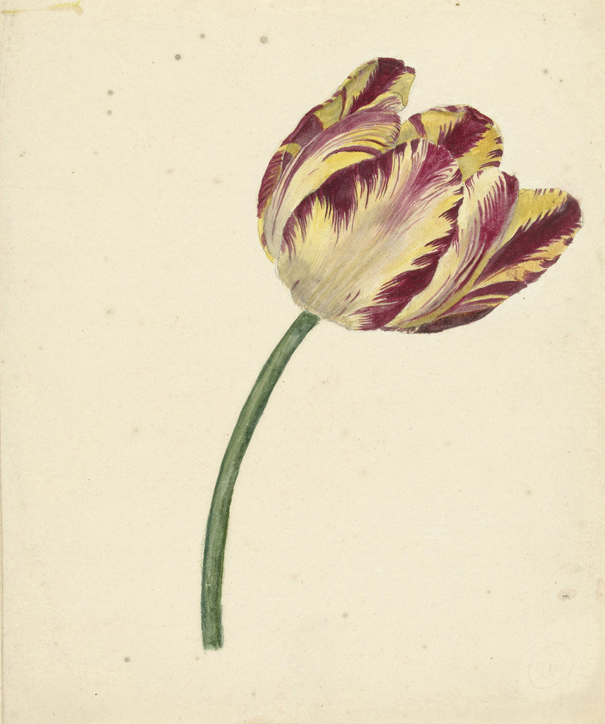 Detail of Yellow-red tulip by Anonymous