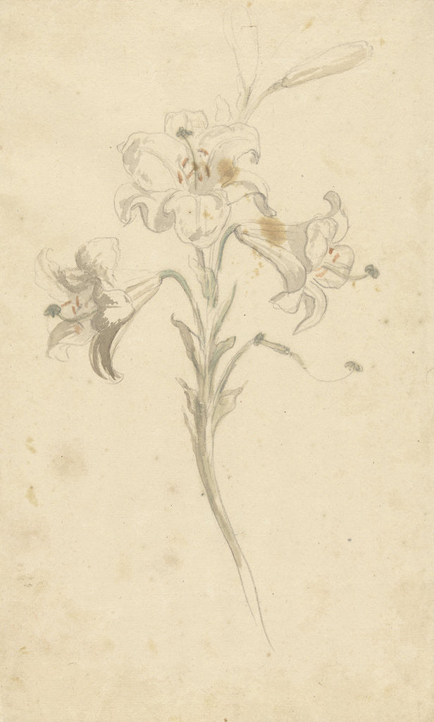 Detail of White lily by Elias van Nijmegen