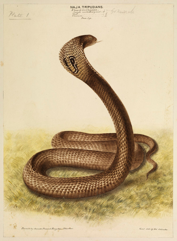 Detail of Indian cobra by Annada Prasad Bagchi