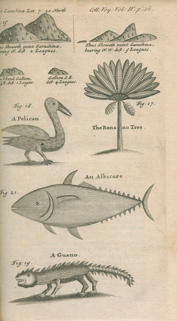Detail of Landmarks and wildlife of Panama, observed by William Funnell by Anonymous