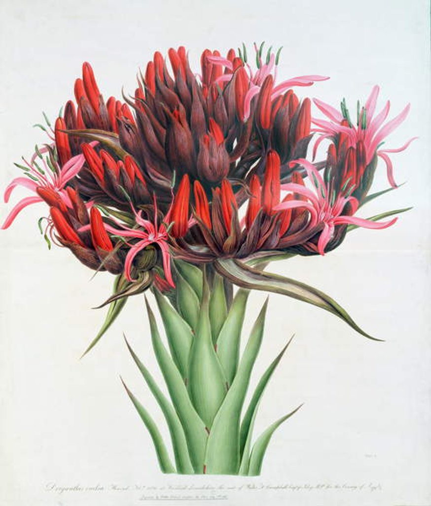Detail of Gymea Lily, 1826 by English School