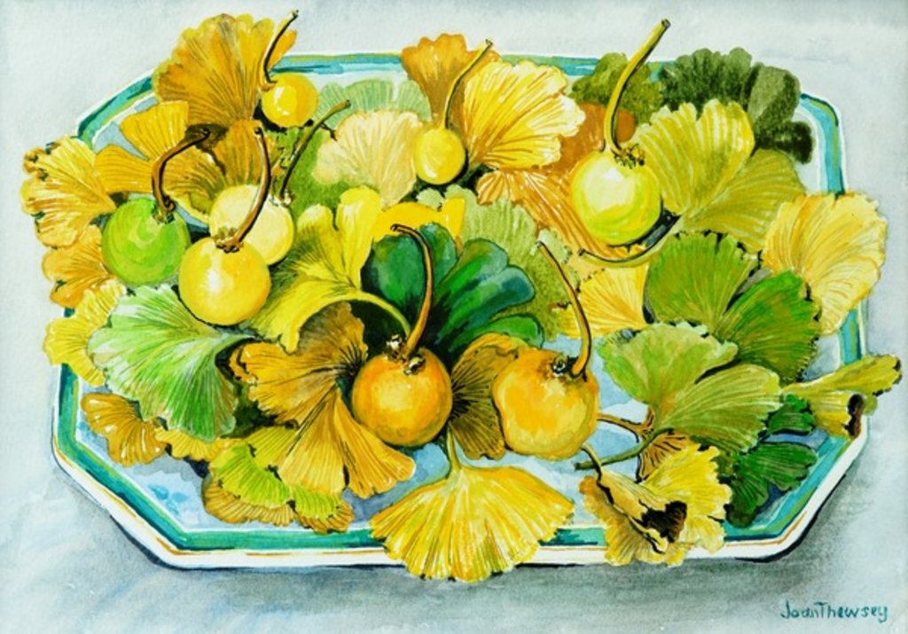 Detail of Ginkgo,fruit and Leaves,2010, watercolour by Joan Thewsey
