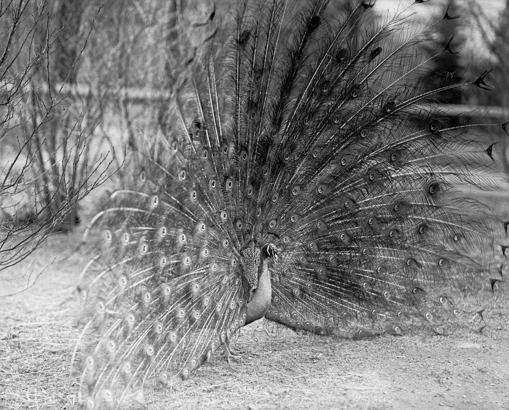 Detail of Peacock Flaring Tail Feathers by Anonymous